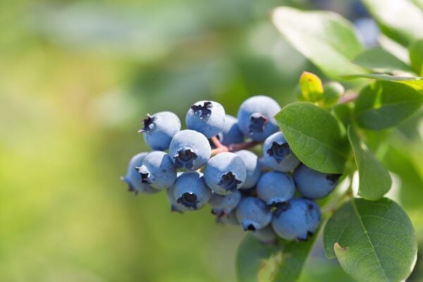 Blueberries - Image 3