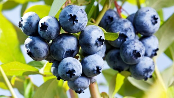 Blueberries - Image 2
