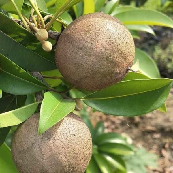 Chikoo (Sapota) - Image 2