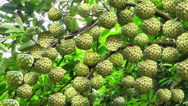 Custard Apple - Image 3