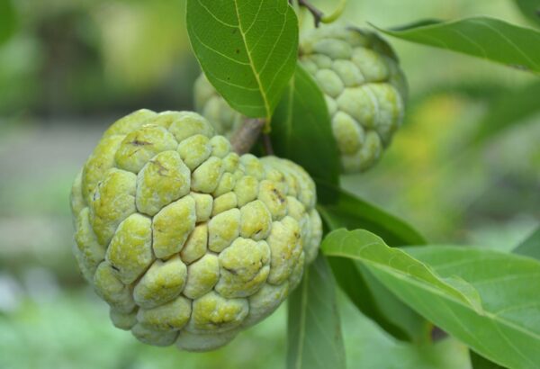 Custard Apple - Image 4