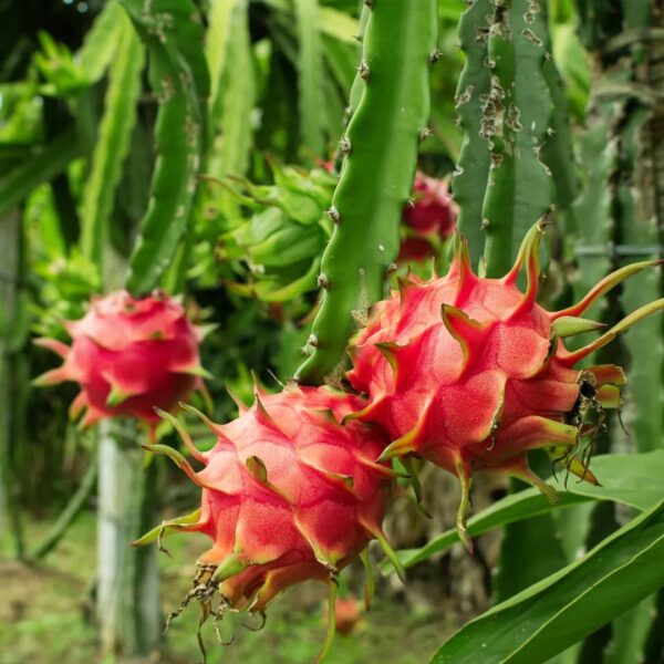 Dragon Fruit - Image 2
