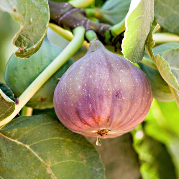Fig