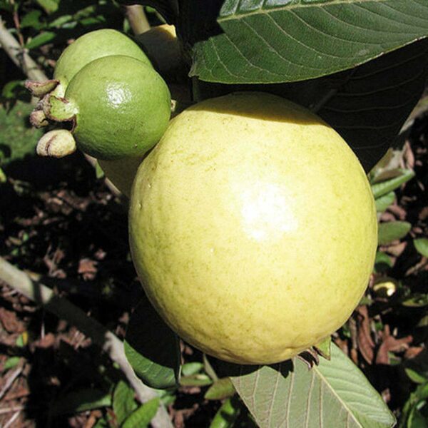 Guava - Image 4