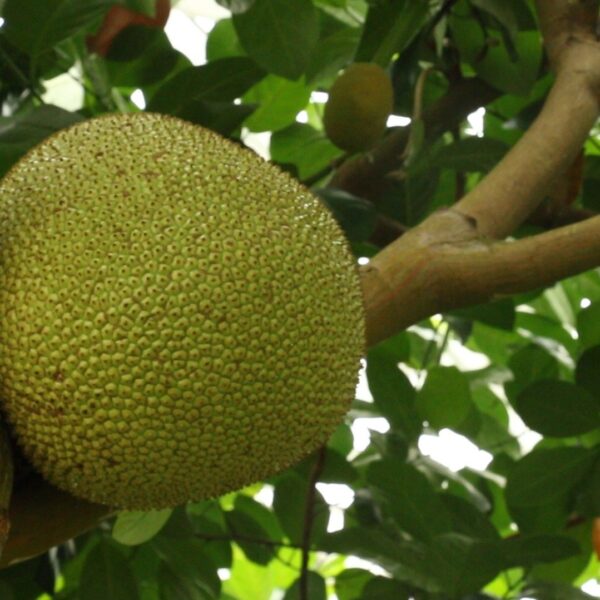 Jackfruit - Image 2