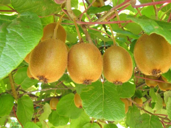 Kiwi - Image 4