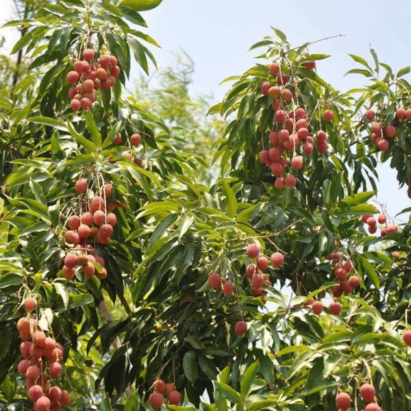 Lychee - Image 2