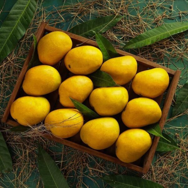 Mango (Aam)