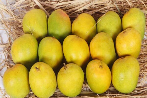 Mango (Aam) - Image 4