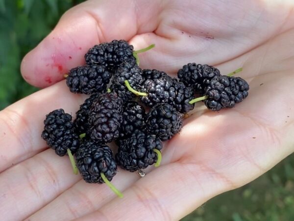 Mulberries - Image 3