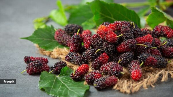 Mulberries - Image 2