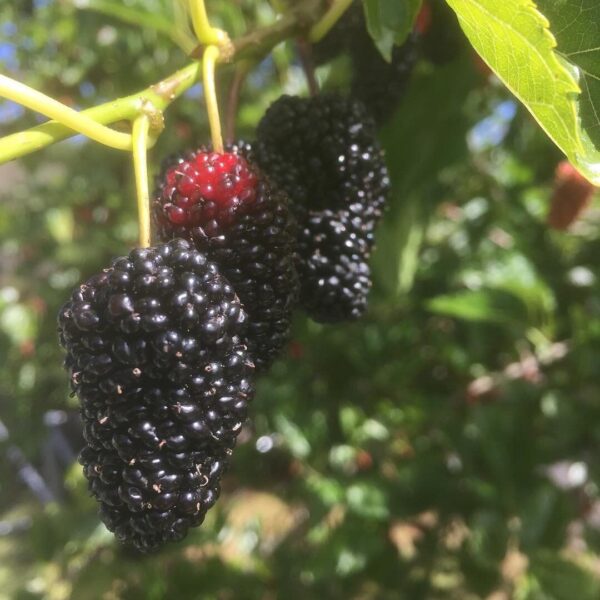 Mulberries