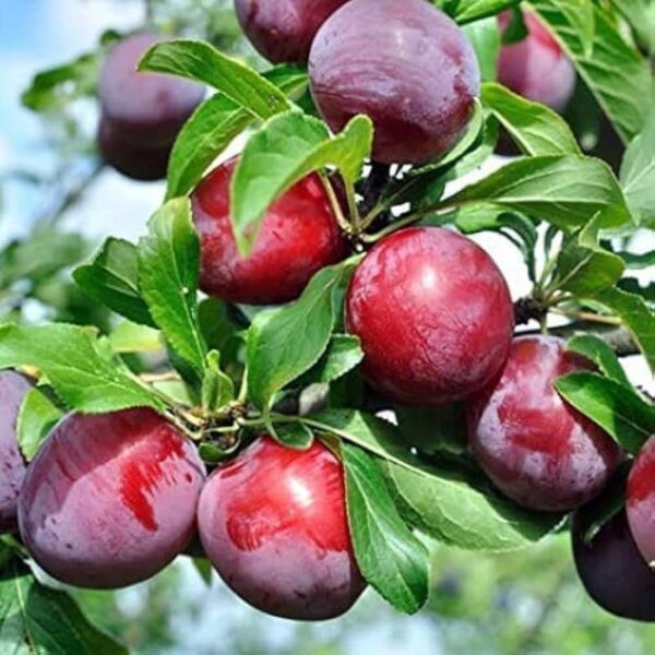 Plum - Image 2
