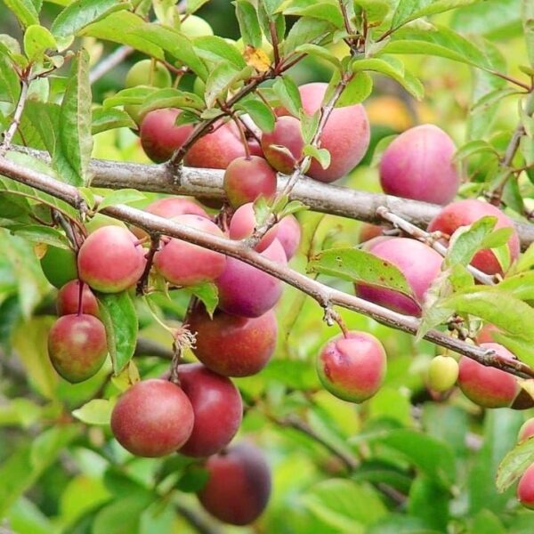 Plum