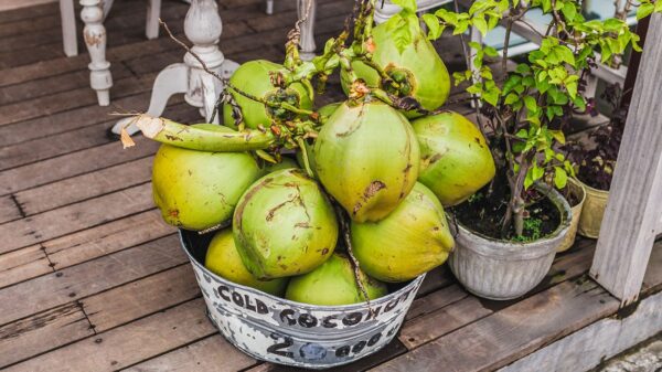 Tinder Coconut - Image 4