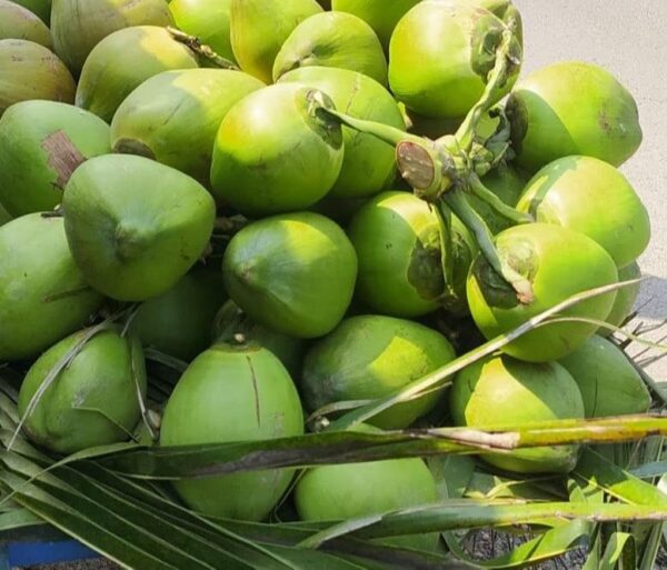 Tinder Coconut - Image 3